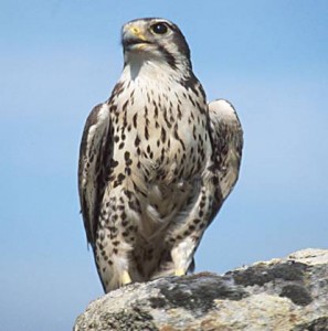 Falcon_wikimedia.org_USGS_Prairie_Falcon